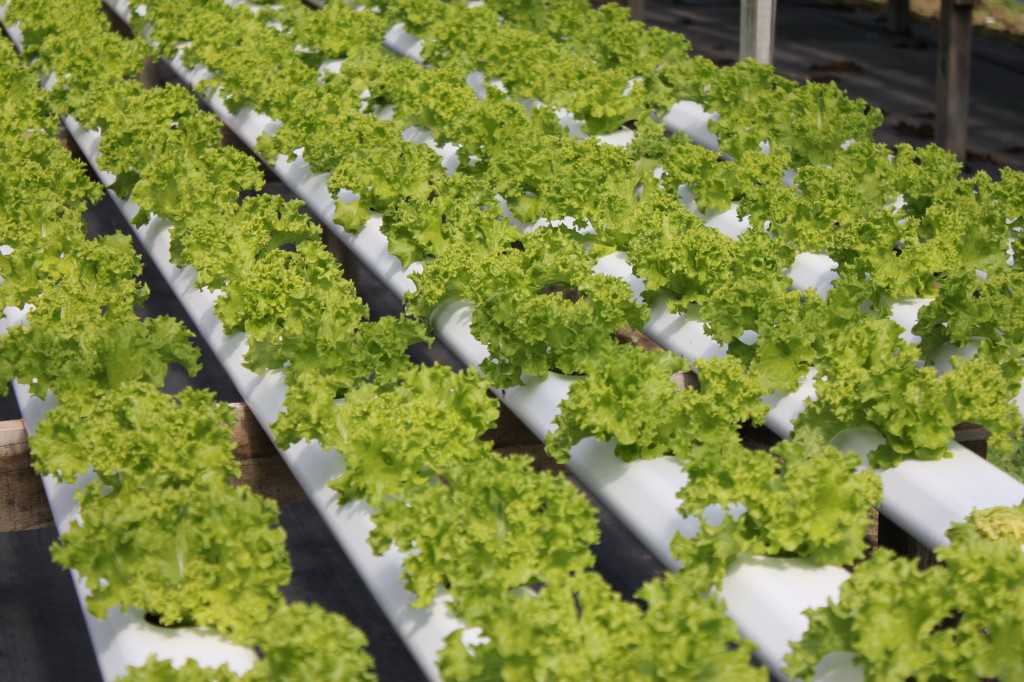 Why Use Hydroponics? - Pure Hydroponics