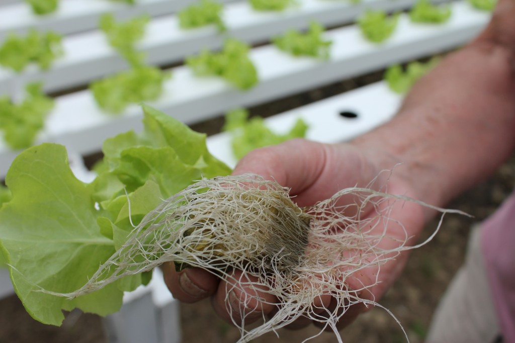 The Importance of Dissolved Oxygen In A Nutrient Solution Pure